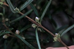 Boronia hapalophylla