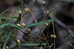 Boronia hapalophylla