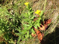 Lithospermum caroliniense