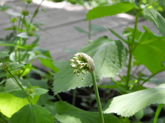 Allium victorialis