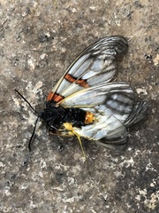 Achelura yunnanensis