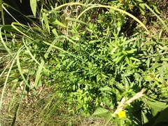 Lithospermum caroliniense