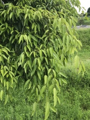 Ficus maclellandii