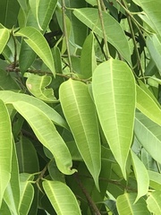 Ficus maclellandii