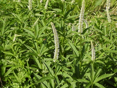 Veronicastrum