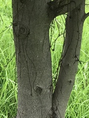 Ficus maclellandii