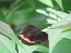Biblis