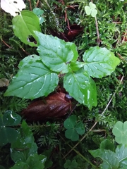 Circaea × intermedia