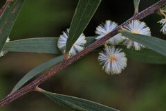 Acacia baeuerlenii
