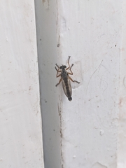 Neomochtherus schineri