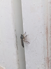 Neomochtherus schineri