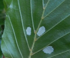 Aceria nervisequa