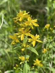 Hypericum hirsutum
