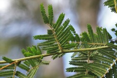 Acacia oshanesii
