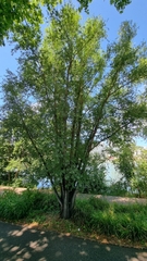 Celtis australis