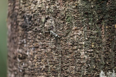 Chlorophorus macaumensis