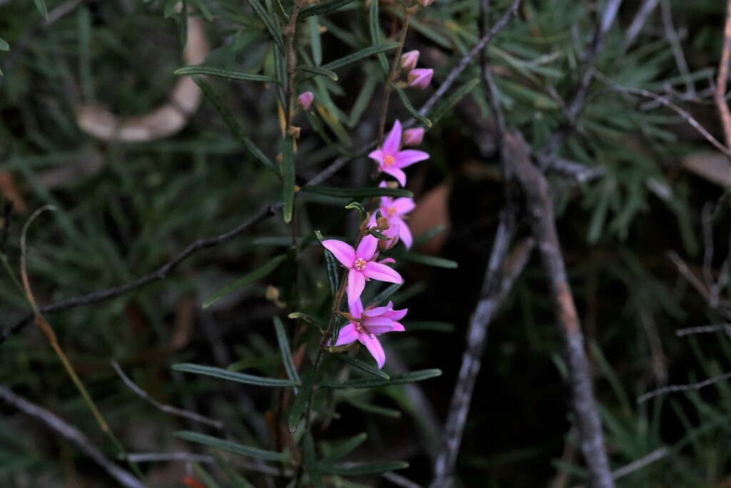 soft leaved boronia from Sherwood NSW 2450, Australia on June 28, 2022 ...