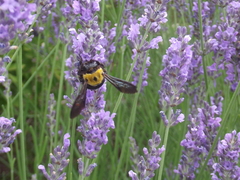 Xylocopa appendiculata circumvolans