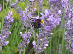 Xylocopa appendiculata circumvolans