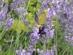 Xylocopa appendiculata circumvolans