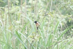 Saxicola stejnegeri
