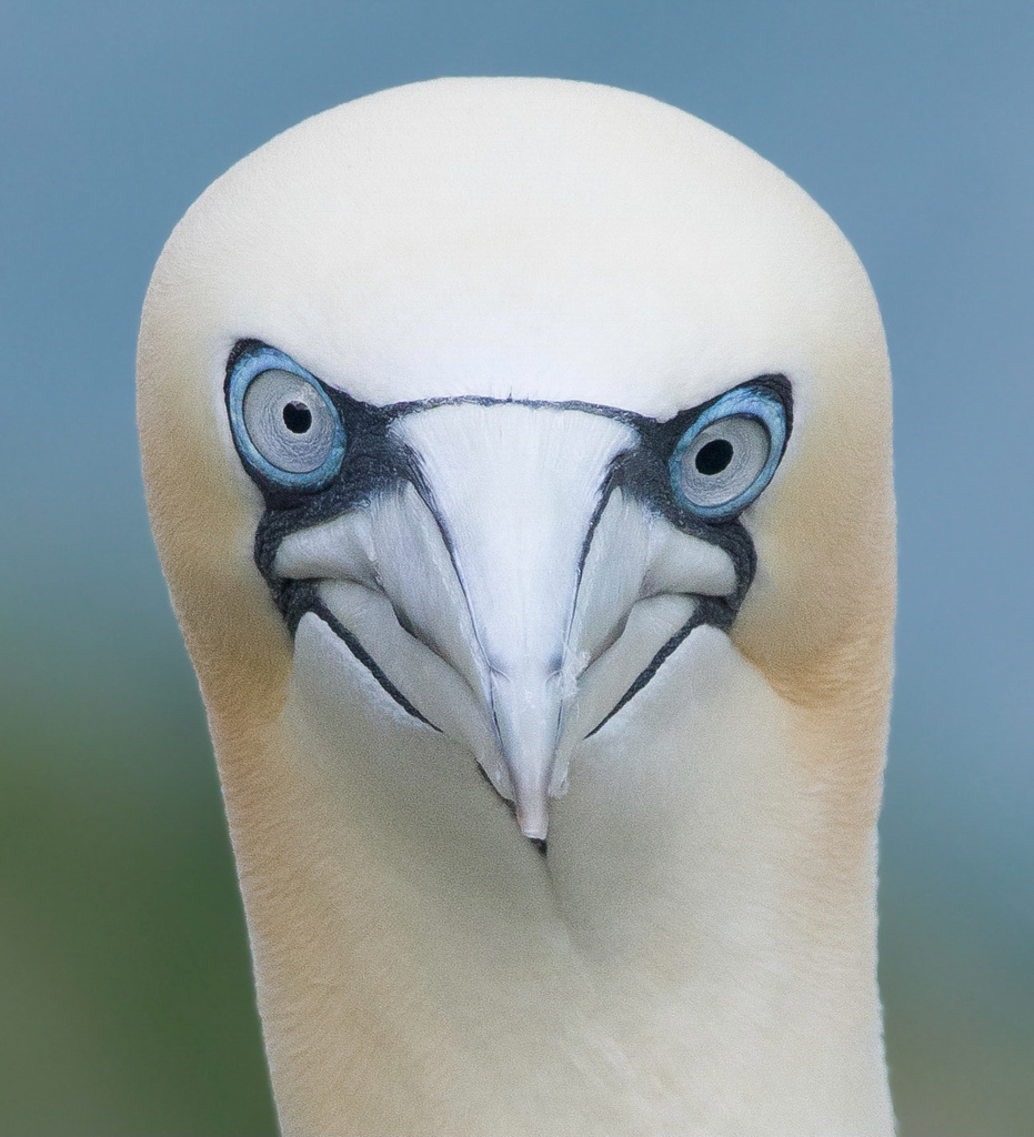 Northern Gannet