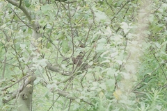 Pterorhinus lanceolatus