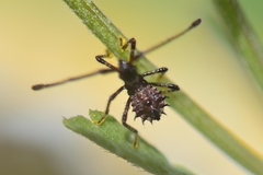 Coreus marginatus