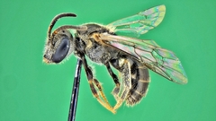 Hemihalictus