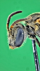 Hemihalictus