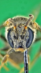 Hemihalictus