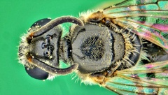 Hemihalictus