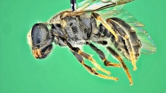 Hemihalictus
