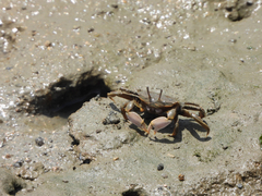 Macrophthalmus banzai