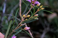 Boronia hapalophylla