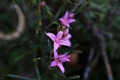 Boronia hapalophylla