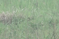 Centropus sinensis