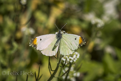 Anthocharis limonea