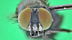 Silba