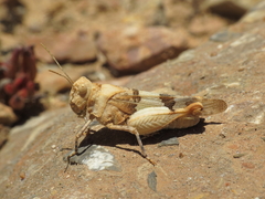 Oedipoda charpentieri