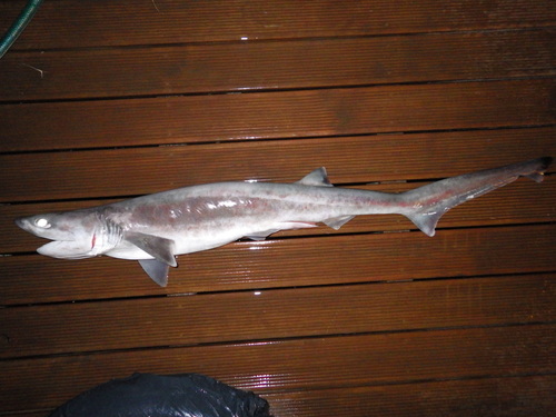 7-gilled shark (Heptranchias perlo) — Hexanchidae — 5