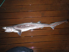 Heptranchias perlo