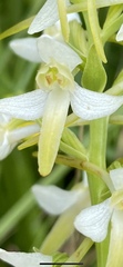 Platanthera bifolia