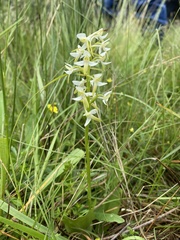 Platanthera bifolia
