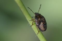 Peribalus strictus