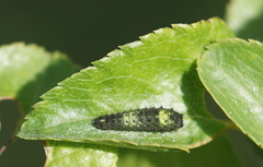 Iphiclides podalirius