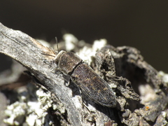 Acmaeoderella adspersula