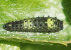 Iphiclides podalirius