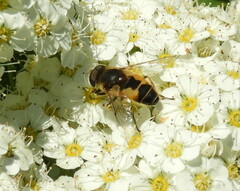 Eristalis brousii