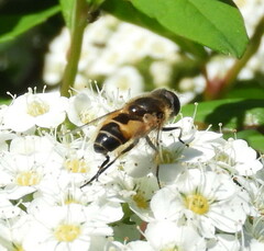 Eristalis brousii